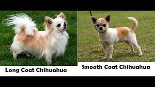 Anjing Kancil Lagu Mp3 Video Mp4 3gp Waptrick