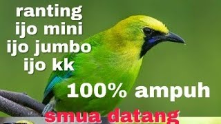 Suara Pikat Burung Cicak Ijo Lagu Mp3 Video Mp4 3gp Waptrick