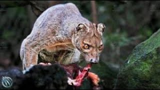 Most dangerous animals in Madagascar!