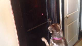 Dog chasing a laser pointer - The red dot