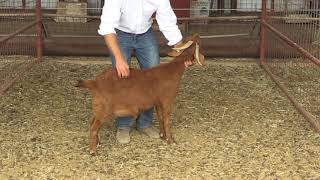 Stream Reid Redden - Sheep & Goat - Body Condition Score Online