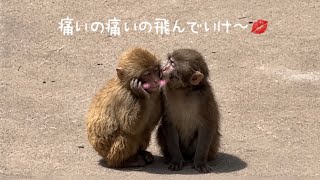 【恋愛ドラマのようなワンシーン】パンチくんの優しさが溢れる感動的な瞬間に思わず胸がときめく🙈&hearts;️
