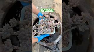 Succulents from Scotland (feat. Brandon Growss) - Better Promises