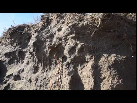 Sand Dune At Spurn