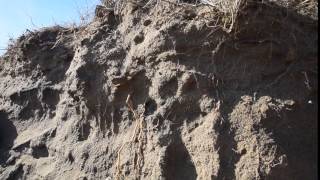 Sand dune at Spurn