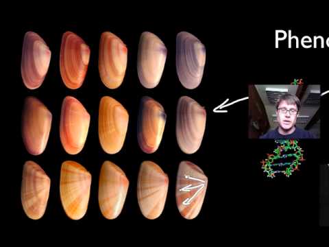 Ap Biology Overview Youtube - Best Sunset Wallpapers in HD