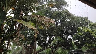 Pluie sur un toit en t&ocirc;le, Dormir &eacute;tudier se d&eacute;tendre m&eacute;diter Bruit blanc tropical Rain for Sleeping