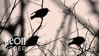 The manifest destiny of starlings | The Commoners
