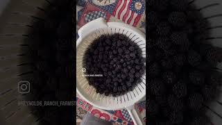 How We Prepare & Freeze Gallons of Berries Each Summer | Maximizing & Extending The Harvest | #Short