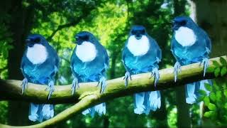 in the night garden blue birds song