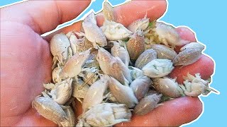 How to blanch sand fleas for freezing. The best free bait for pompano and surf fishing!