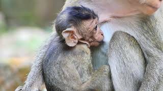 Episode01! monkey lifestyle of wildlife in jungle | MONKEY - 10K