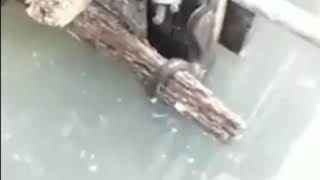 The sea  snake bites the fish first and pulls it upward to die and cannot breathe.