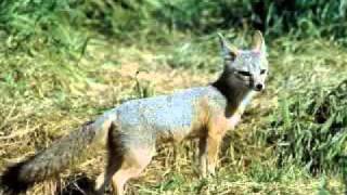 San Joaquin Kit Fox
