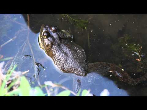 Bull Frog Call