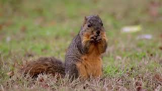 forest animals music and sounds|jungle noises monkey|srainforest bird sounds