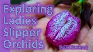 A Ladies Slipper Orchid (and mosquitos)