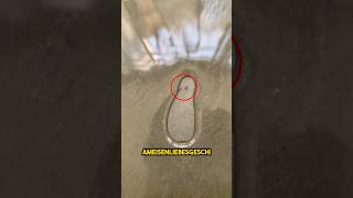 R&auml;uberische Ameisen - Was ist Was