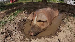 Red Wattle/Herford Pig