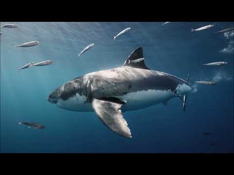 Great White Shark | Jaws Soundtrack