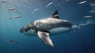Great White Shark | Jaws Soundtrack