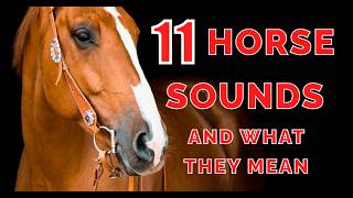 11 Horse Sounds Explained: Understand Your Horse&rsquo;s Calls