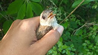 Suara Burung Planduk Semak Topi Hitam Lagu Mp3 Video Mp4 3gp