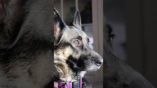 German shepherds are protectors. #germanshepherd #guarddog #fyp #dogshorts #dogsofyoutube