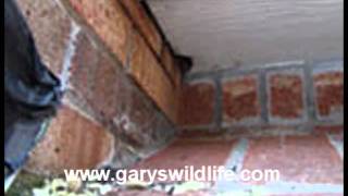 Boston Animal Control Services- Call (508) 946-0060 - Gary's Wildlife