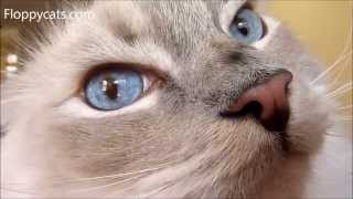 Nystagmus in Cats - Cat's Eyes Quiver and Shake - Quivering Cat Eyes