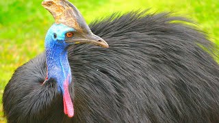 12 Surprising Flightless Birds In The World
