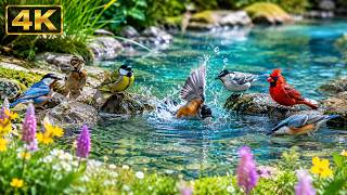 Morning Bird Songs & Gentle Stream ☀️ Relaxing Nature Sounds