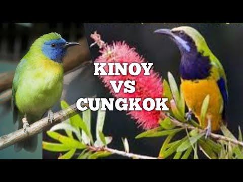 Suara cucak kinoi betina|ampuh pancing bunyi kinoi jantan. Cucak Cungkok Vs Kinoi Free Punjabi 5 68 Mb Punjabi Themeroute Com