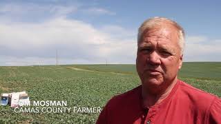 Dryland farmers face drought