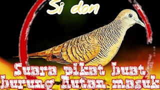 Audio Mp3 Merbuk Siam Mp3 Video Mp4 3gp M Lagu123 Fun