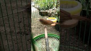 Jenggot Mini Gacor Lagu Mp3 Video Mp4 3gp Waptrick