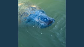 Andy Happy Birthday Old Fart Song - Manatee on Probation