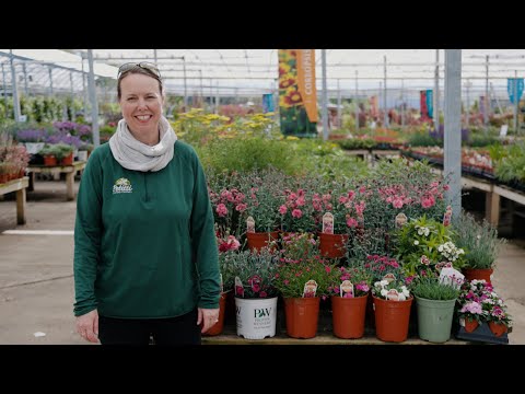 PETITTI Dianthus Spotlight | How to Grow Annual, Perennial & Biennial Dianthus for Repeat Blooms