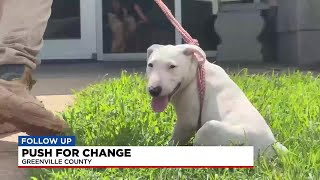 Upstate animal advocates push for change as euthanasia rates climb