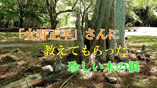 「火野正平」さんに教えてもらった珍しい木の根