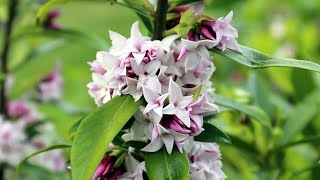 The Garden Gurus - Plant of the week deal Garden Express - &bull; Daphne Perfume Princess &reg;