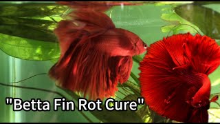 How to Treat Betta Fish Fin Rot Fast: Causes, Symptoms & Proven Cure
