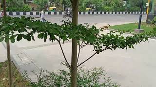 Best Outdoor Terminalia Mantaly Tree | Outdoor Tree | Big Trees | Park Trees | Landscaping Trees