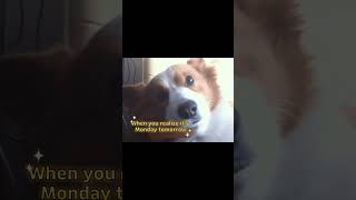 Today's Hottest Meme | Fun Shorts Everyone Can Enjoy by ChatGpt Ai
