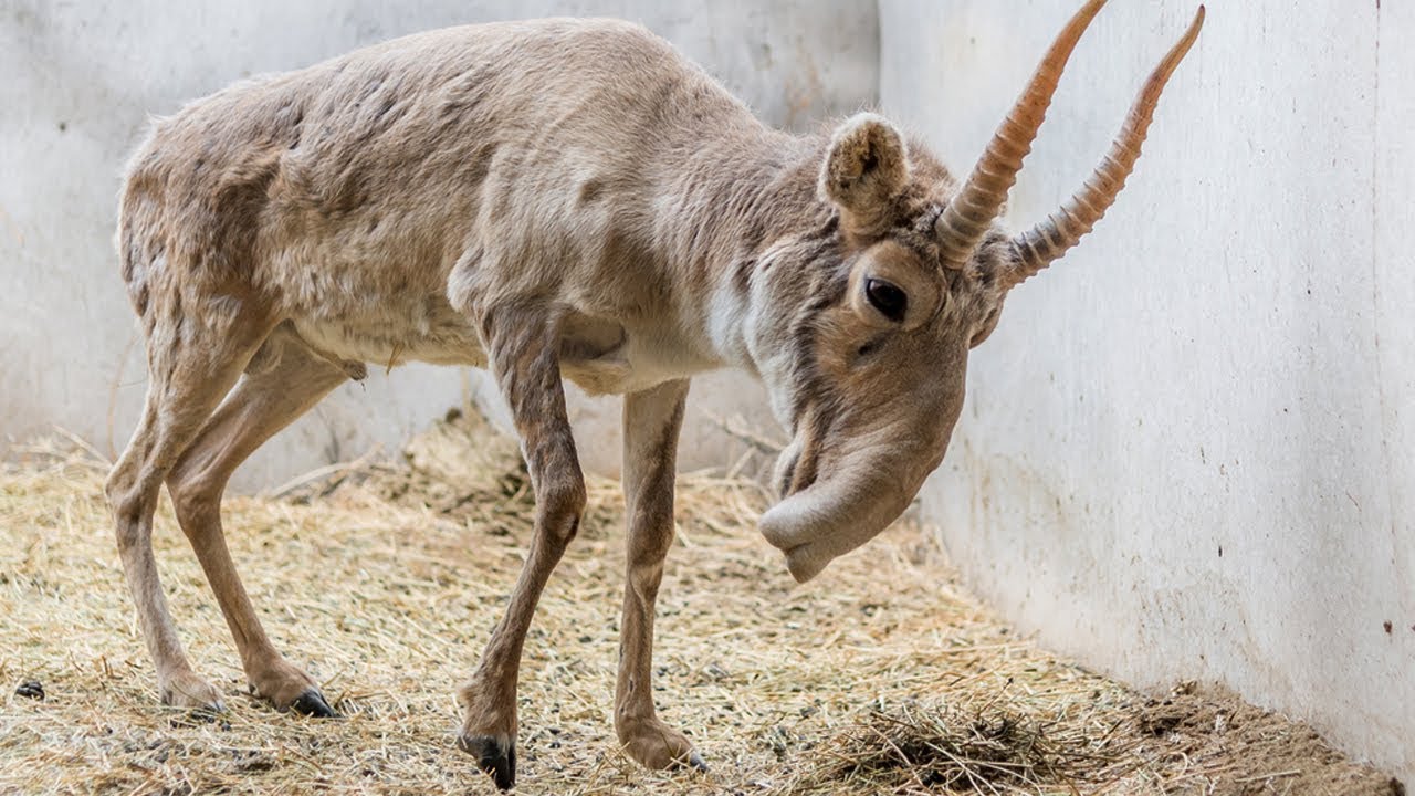 Bizarre Animals Youtube - Geometric Arts - Gorgeous Retina Collection