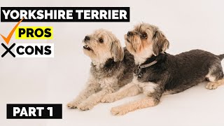Yorkshire Terrier Pros & Cons | Why You Should Have A Yorkie Terrier? Part 1 | Dog Jaw Dropping Fact