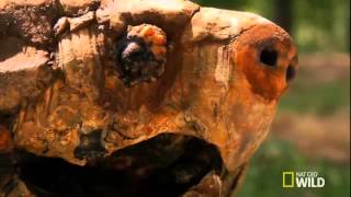 Dangerous Encounters  Gator Snapper Bite Force
