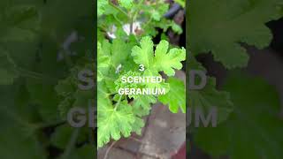 Top 5 Aromatic Plants for Greenhouse