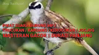 Suara Pikat Jogjog Haji Lagu Mp3 Video Mp4 3gp Waptrick