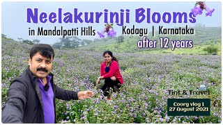 #Neelakurinji flowers bloom after 12 years in Kodagu Karnataka | 2021 | vlog from Mandalpatti Hills